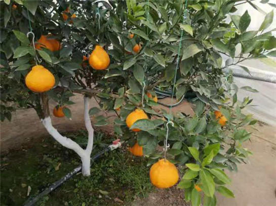 陕西千阳县安坡村：试验大棚橘子栽培成功