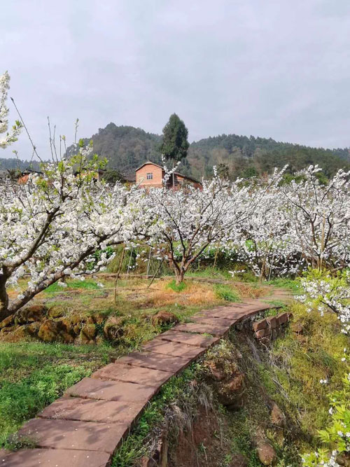 国际在线四川消息(方秦):连日来,眉山市丹棱县桃花,梨花,李花,油菜