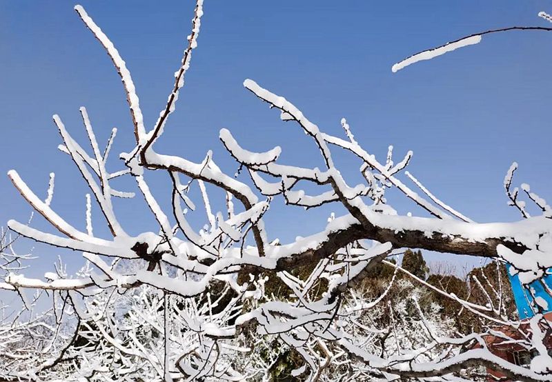 齐鲁雪乡雾凇美景：洁白霜花缀满枝头