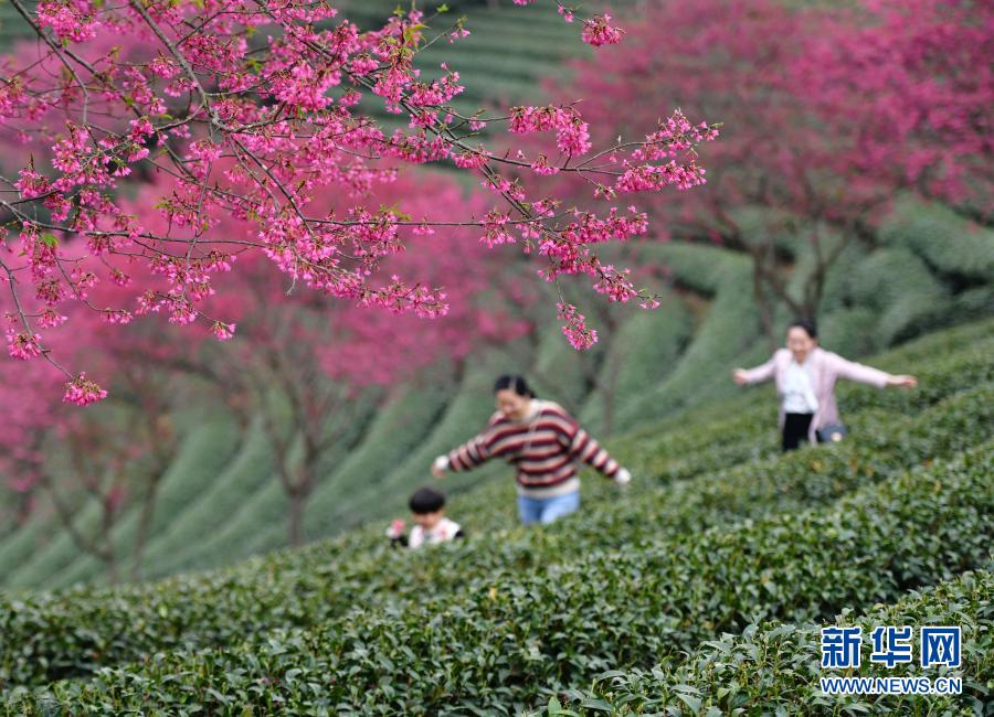 福建永福：樱花绽放迎春来