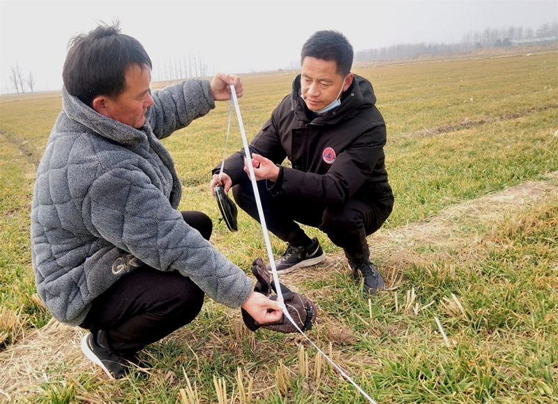 （有修改）临沂郯城：小麦补贴面积“一把尺子”量到底