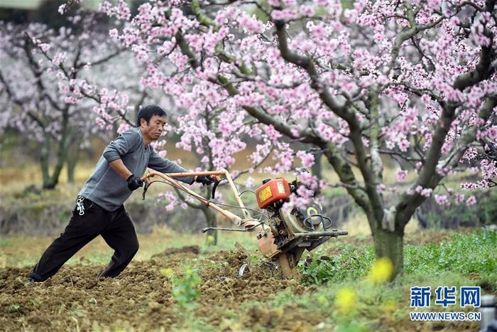 图片默认标题_fororder_2-披着毛茸茸的“外衣”，形似兔子的“神奇植物”雪兔子