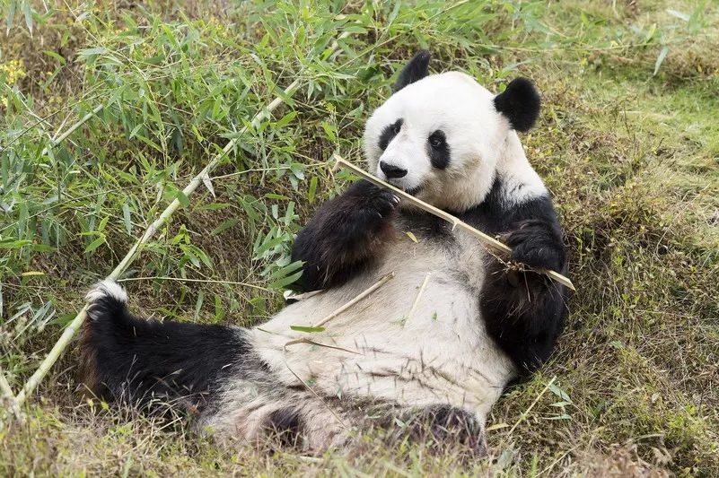 （导航成都）熊猫妹妹“福凤”：回家的感觉真好！