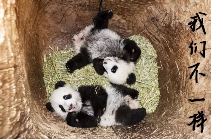 （导航成都）熊猫妹妹“福凤”：回家的感觉真好！