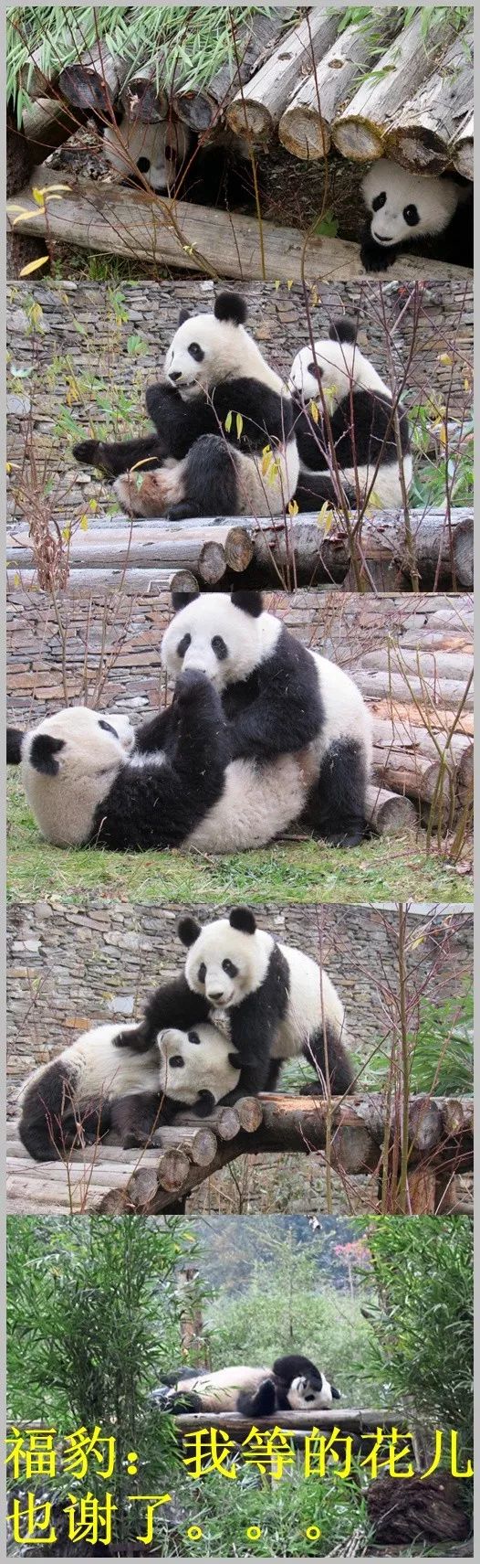 （导航成都）熊猫妹妹“福凤”：回家的感觉真好！