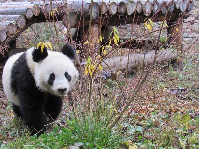 （导航成都）熊猫妹妹“福凤”：回家的感觉真好！