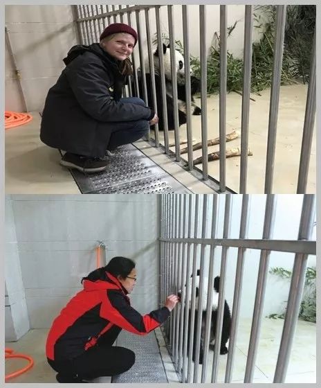（导航成都）熊猫妹妹“福凤”：回家的感觉真好！