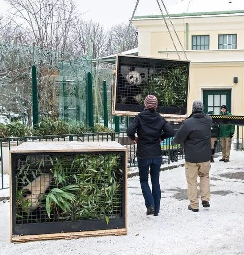 （导航成都）熊猫妹妹“福凤”：回家的感觉真好！