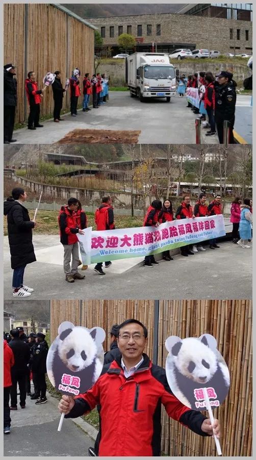（导航成都）熊猫妹妹“福凤”：回家的感觉真好！