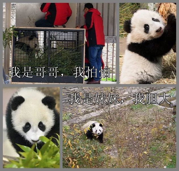（导航成都）熊猫妹妹“福凤”：回家的感觉真好！