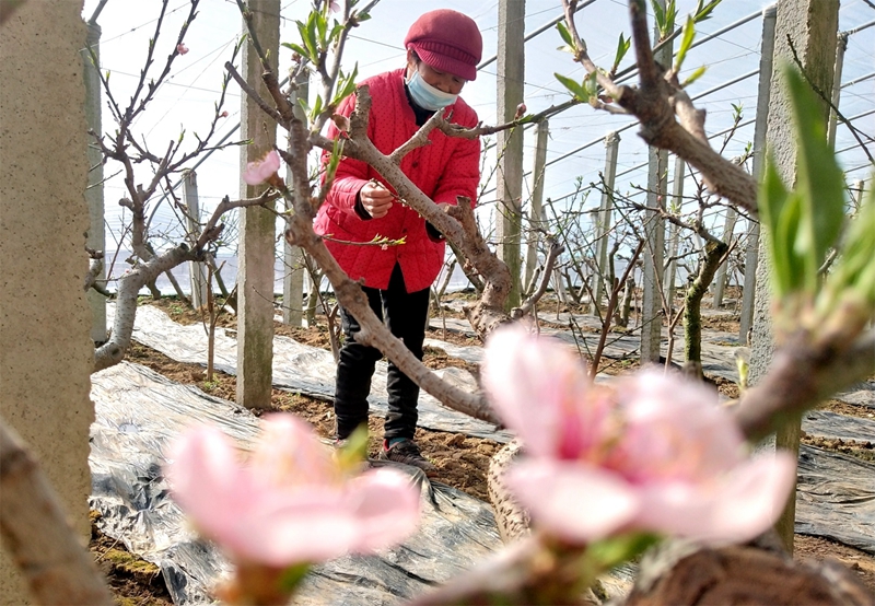 临沂郯城：节前腊月忙农事 棚内桃花早迎春