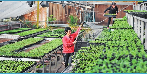 黑龙江省森林植物园35万株绿化花卉开始育苗