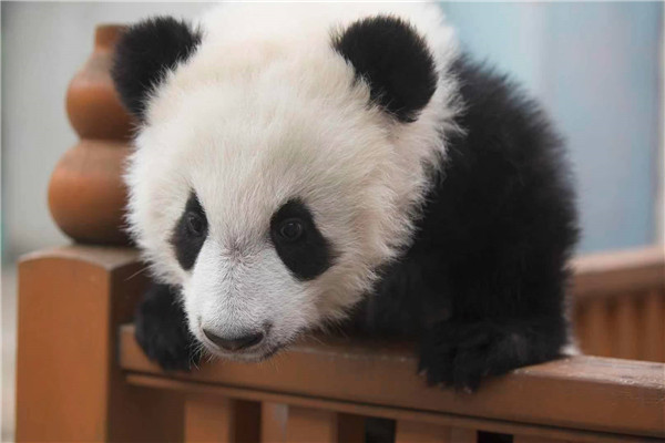 2020年新生秦岭大熊猫宝宝有名字啦