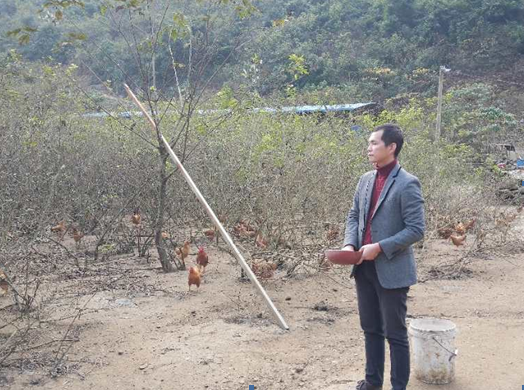 【唐已审】【供稿】南宁市上林县:大学生弃高薪进山养鸡 如今成脱贫致富带头人 【唐已审】【供稿】南宁市上林县:大学生弃高薪进山养鸡 如今成脱贫致富带头人