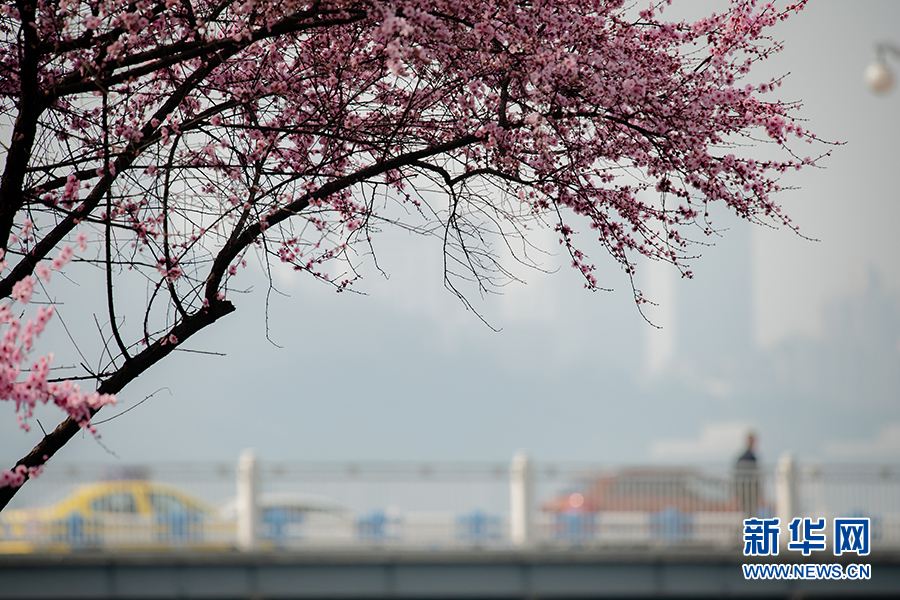 重庆：春色正浓 又到山城赏花时