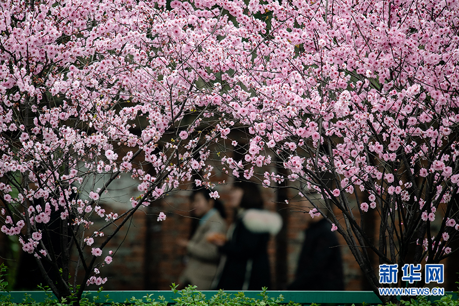 重庆：春色正浓 又到山城赏花时