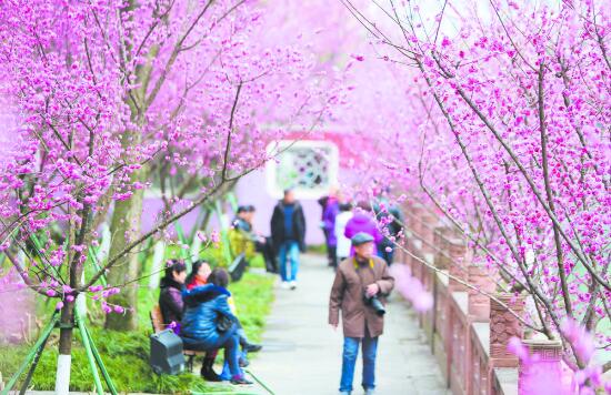 （焦点图，导航成都，移动端）成都：城里城外 尽享“鲜花盛宴”