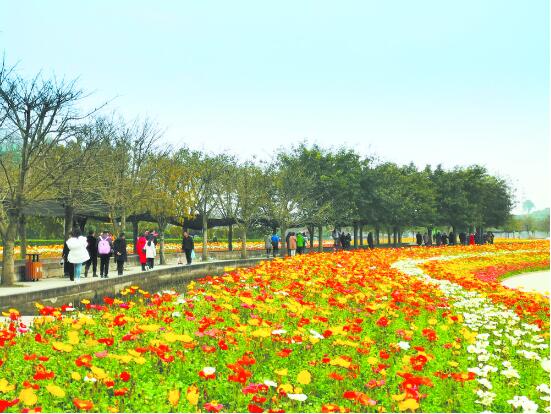 （焦点图，导航成都，移动端）成都：城里城外 尽享“鲜花盛宴”