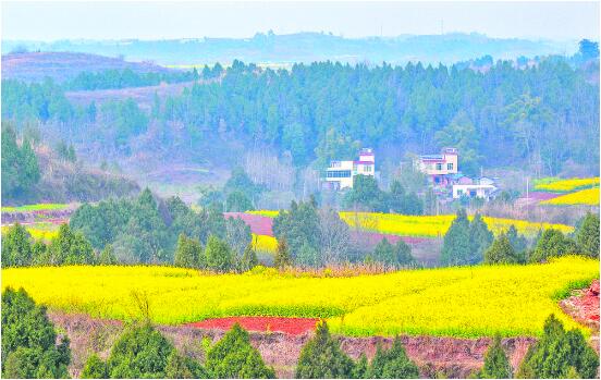 （焦点图，导航成都，移动端）成都：城里城外 尽享“鲜花盛宴”