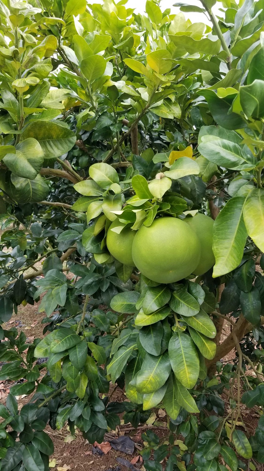 图片默认标题 图片默认标题_fororder_20181128_113517_comps