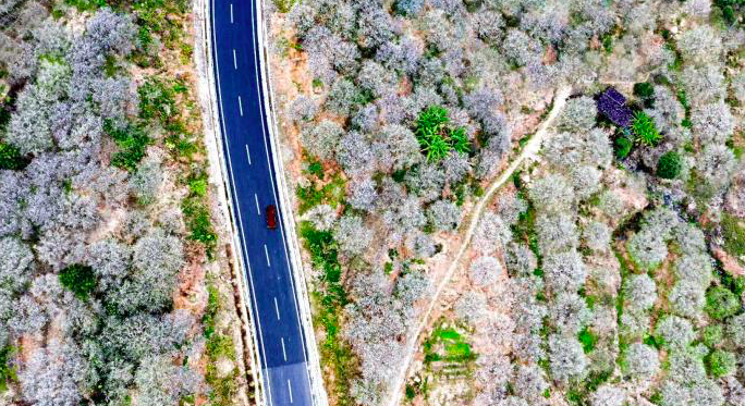 ทุ่งดอกไม้หน้าหนาวที่มณฑลฝูเจี้ยน_fororder_截屏2021-02-02 下午1.04.35