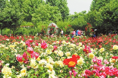 【中原名景-图片】月季花开 郑州植物园邀你赏花