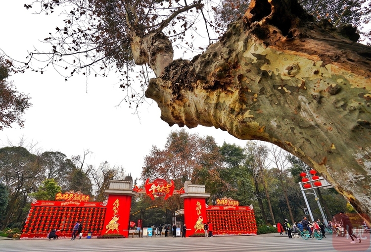 （转载）年味儿渐浓 红色元素扮靓成都