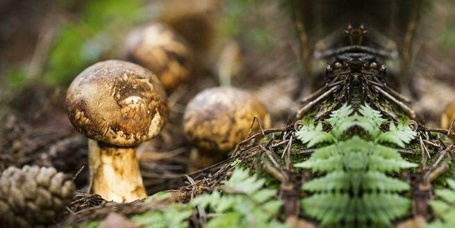 「世界野生食用キノコ科学リスト」発表_fororder_网1