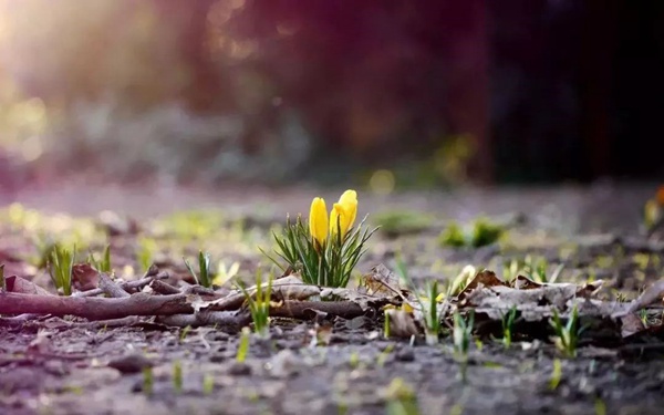 光明网：【防疫科普】居家“闭关”心烦气躁？试试园艺疗法