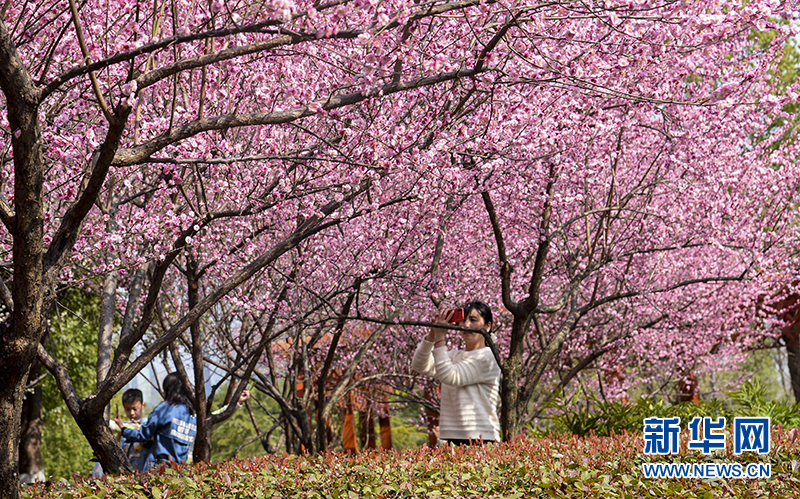 湖北武汉:梅花盛开迎新春