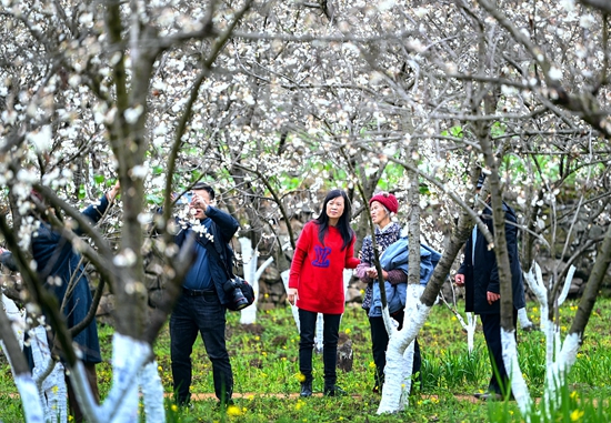 贵州黔西：花开景美现春色