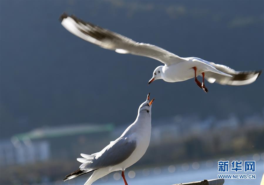 云南昆明：鸥舞春城