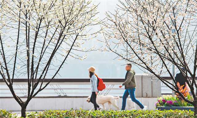重庆江北区：四季有花 处处皆景