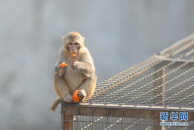 Monyek Nikmati Cuaca Cerah pada Musim Sejuk_fororder_1127017487_16114036509211n