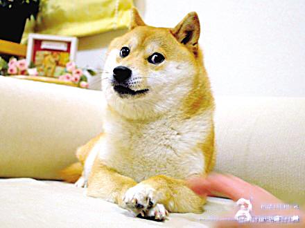 doge,又称为"神烦狗",原型是一条名叫kabosu的日本母柴犬,被改图成