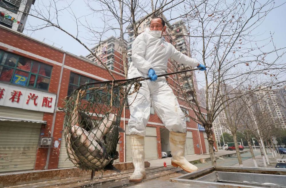 【新华社】武汉市民喜欢吃活鱼，20万斤来了！