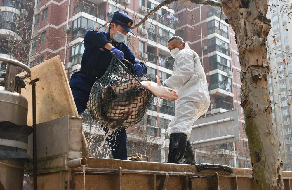 【新华社】武汉市民喜欢吃活鱼，20万斤来了！