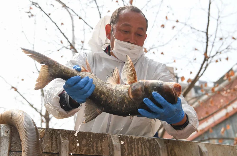 【新华社】武汉市民喜欢吃活鱼，20万斤来了！