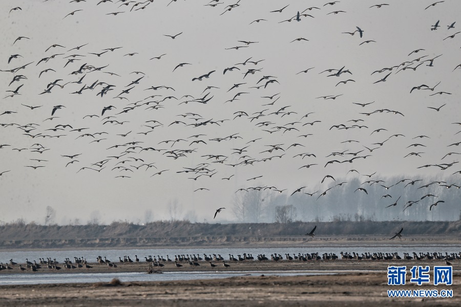 开封兰考：黄河湿地尽显生态之美 多种野生鸟类来此越冬