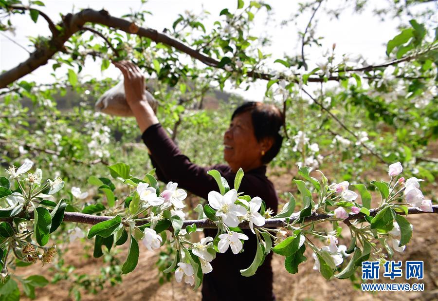 陕西：山地苹果开出致富花