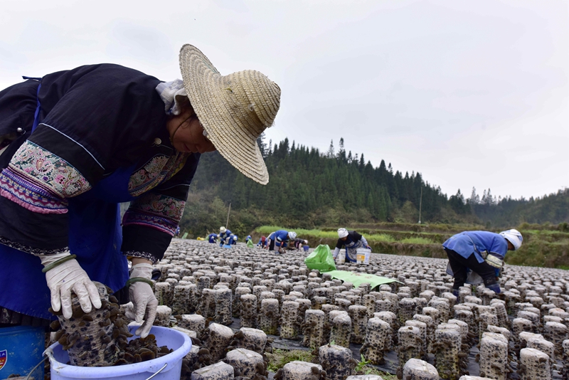 贵州榕江：食用菌产业促进群众就业增收（组图）