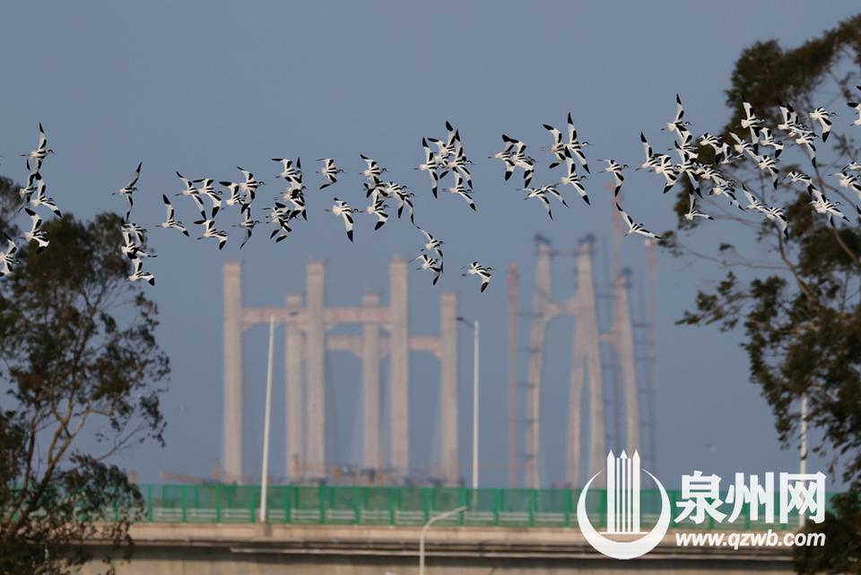 石狮蚶江湿地公园候鸟群飞 气势磅礴