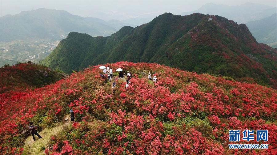 贵州丹寨：岭上开遍映山红