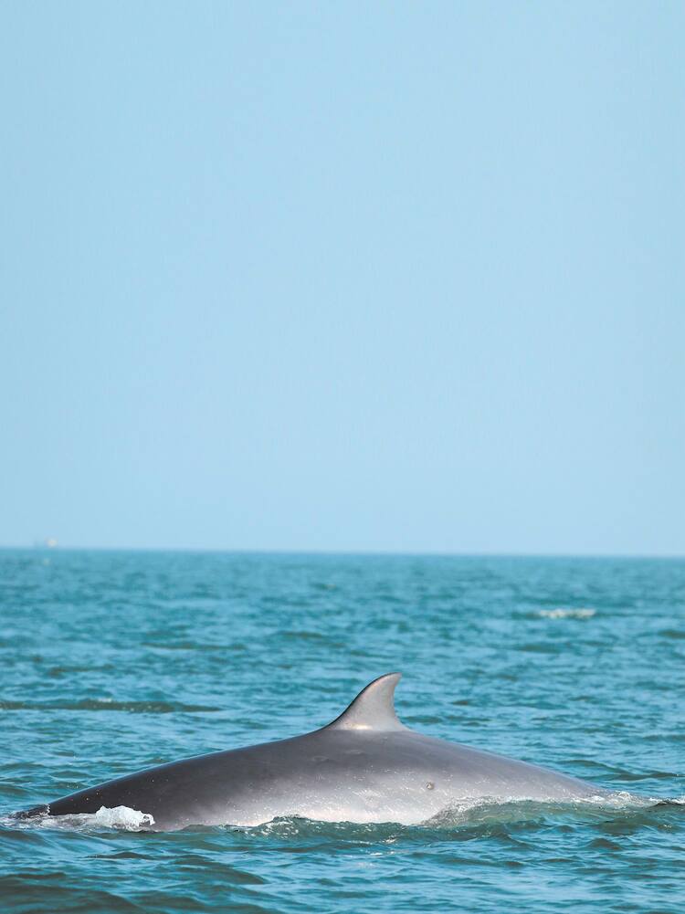 北部湾海域发现布氏鲸群体
