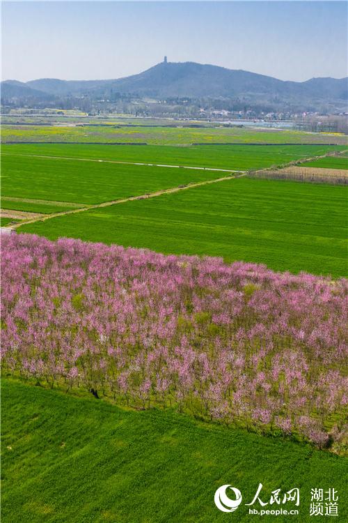 湖北襄阳:春暖大地 田园如画