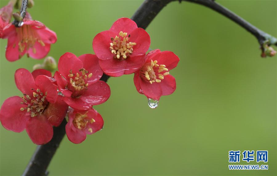 湖北省宣恩县：雨润花争艳