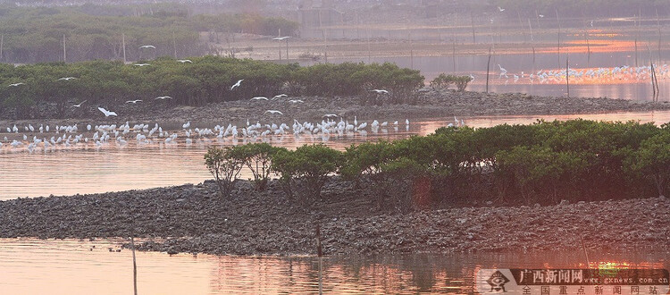 碧海红树白鹭飞－－记南方电网红树林白鹭保护队9年守护广西北部湾生态环境