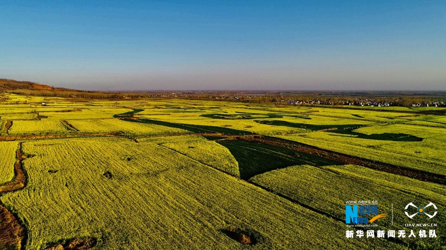 【焦点图-大图】【移动端-轮播图】河南襄城：不负春光遍地黄