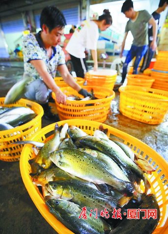 【财经主推】【厦门】【移动版】【Chinanews带图】厦门：三个月伏季休渔将开始 将出现囤鱼高峰