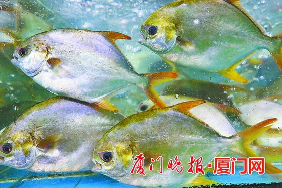 【财经主推】【厦门】【移动版】【Chinanews带图】厦门：三个月伏季休渔将开始 将出现囤鱼高峰